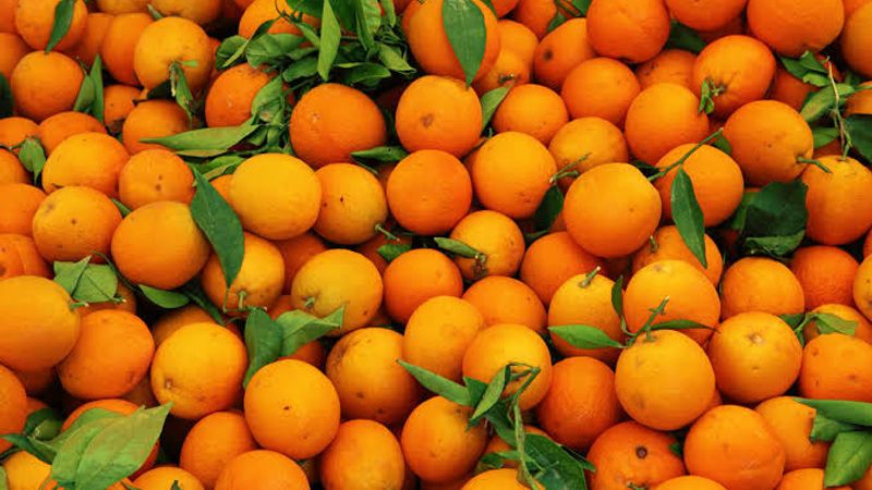Valor da laranja paulista cai R$ 5,8 bilhões em 2025 mesmo com safra maior, aponta IBGE